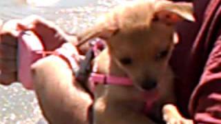 CHIHUAHUA GOES TO LAKE MEAD AT 10 WEEKS OLD! PART EIGHT