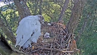 Leucistic Red-tailed Hawk Cam ~ Egg #2 has hatched 🐣~ 4/30/2023