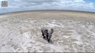 Kenya Wildlife, like never seen before! Drone footage (short version)