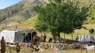 Building a Sheep Shelter in Zagros Mountains | Nomad Family Survival 🐑🏔️🔥