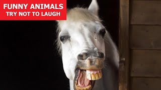 FUNNY ANIMALS #1 | Awesome Pet Videos | Fails | Reactions | Try Not To Laugh | ANIMALS FUN CLUB