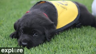 Guide Dogs of America Nursery Cam powered by EXPLORE.org