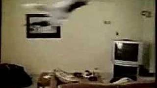 mushuk kayf qilganda