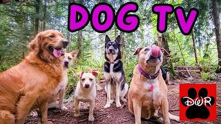 DogTV --7 Hours of Dog Daycare TV 🐾Forest Pack Adventures