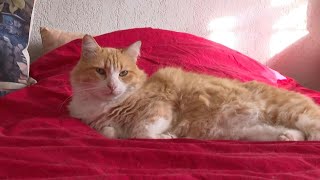 French cat banned from going outside after neighbour's complaint | AFP
