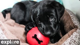 Full House Puppy Cam at Warrior Canine Connection powered by EXPLORE.org