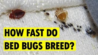How Fast Are Bed Bugs Able to Breed?