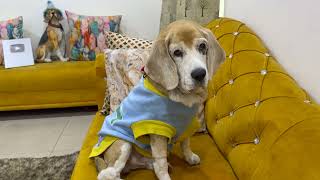 Leo's lymph nodes are starting to shrink | Leo The Beagle