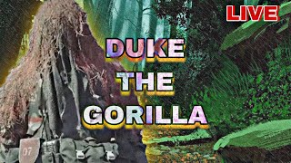 🟡🔇LIVE -  🎮 WE GONE SIT HERE AND WATCH! 🦍