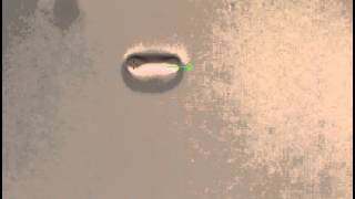 Optical Tweezers - Red Blood Cell Force Induced Rupture