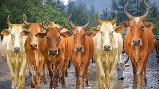 Herding Thousands of Cute, Tame Cows Roaming the Road - Cows Dancing. Cow Sounds. Cute Cows. Cows