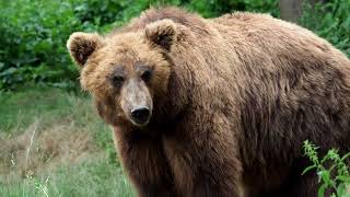 "Discover the Hidden Spiritual Power of Bears in the Wild – You Won't Believe What We Found!"