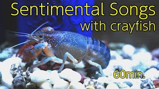 Sentimental Songs with Crayfish [BGM, 60min.]