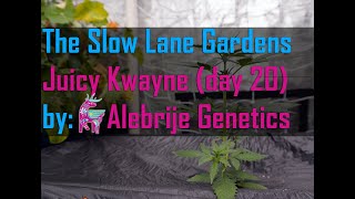 Juicy Kwayne by Alebrije Genetics - Episode 2 Day 20