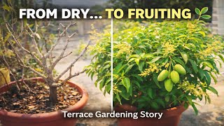 This Mango Tree Almost Died… Look at It Now 🍋 | Terrace Gardening Miracle