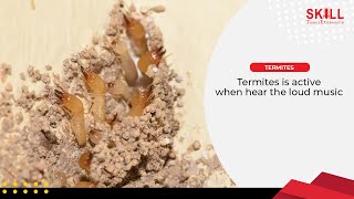 Termites Is Active When Hear The Loud Music 🎵