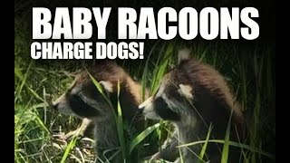 Baby Racoons Charge Dogs!   animal encounters super cute!