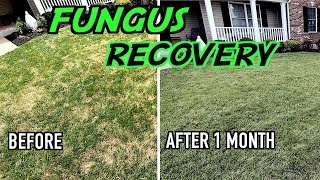 Fixing My Ugly Lawn & Lowering My Soil pH