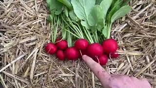 Fairbanks Seeds - Hybrid Red Radish - Radical F1