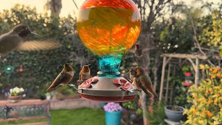 Bird Watching Bliss: Hummingbirds at the Feeder