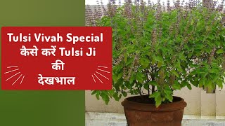 Tulsi plant care| Repotting| Tulsi Vivah special 