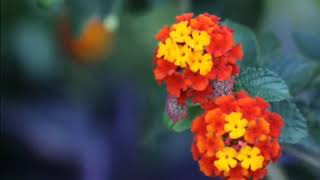 Relaxing music & beautiful images (sleep,Study,yoga,meditation)