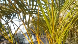 suraj kumar  is live  गुडमॉर्निंग 🌅🌅🌅🌅🌅🌅🌅🌅🌅🌅🙏🙏🙏🙏🙏🙏🙏🙏🙏🙏🙏🙏🙏🙏🙏🙏🙏