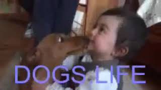 DOGS LIFE - Dogs show their love with kisses  St  Valentine39;s Day Edition