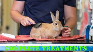 Treatment of Poisoning in Rabbits