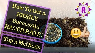 How to care for STICK INSECT eggs!! (Ova) - My Top 3 Methods!