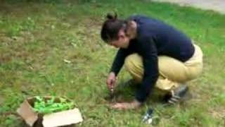 Carole et les pétunias