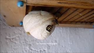 Vespula germanica 2- Yuvada ilk yetişkin çıktı