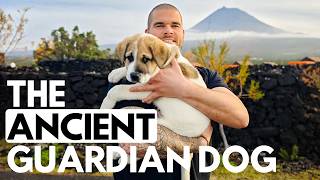 You Won’t Believe Why We Picked This Ancient Breed | Off-Grid Island Life