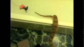 Swimming Snakes: Hognoses, Pythons, Boa Constrictor