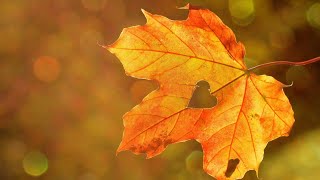 Relaxing Music|Romantic  Study Music|Areeba Relaxing Music