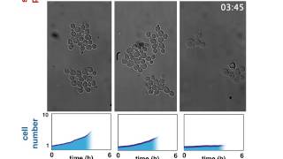 Osmotic oscillations are toxic to yeast cell growth (Saccharomyces cerevisiae)