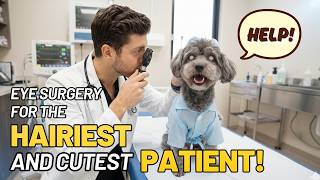 Human vs. Dog Cataract Surgery: What’s the Difference?
