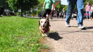 Eau Claire County Humane Association's 2010 Fido Fun Run .wmv