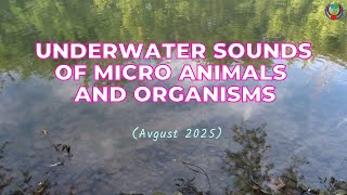 »UNDERWATER SOUNDS OF MICRO ANIMALS AND ORGANISMS« (Avgust 2025)