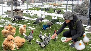 Where Life Feels Calm Again 🌿 Slow, Quiet Days of Country Living