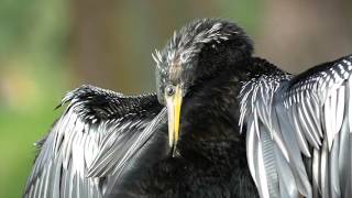 florida moment with an Anhinga