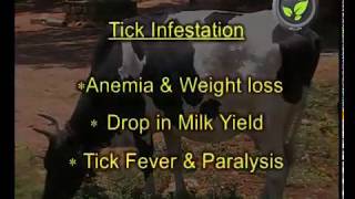 Herbal Veterinary Medicine For Tick Infestation - part 1