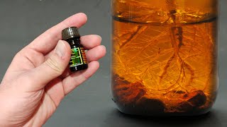1 DROP! CUTTINGS ROOT NON-STOP! DIY GROWTH STIMULATOR!