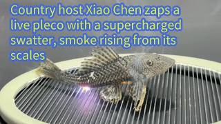 Country host Xiao Chen zaps a live pleco with a supercharged swatter, smoke rising from its scales