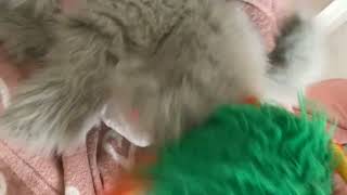 SMB:Cats hiding under the bed