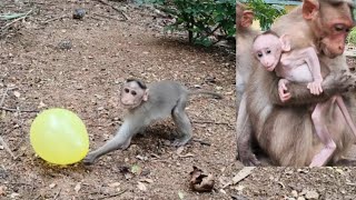 Baby Monkeys Playing with Balloons 🎈 | Mother Monkey’s Love ❤️