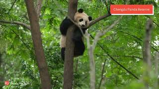 China Group Tour 'In Pursuit of Pandas'  Silver Travel Advisor