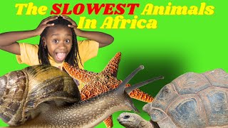 The SLOWEST Animals in Africa!