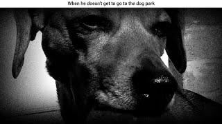 When he doesn’t get to go to the dog park #lanadelrey #summertimesadness #dogs #funnydogs