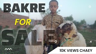 Aaj humne bakaron ko nahlaya/ XSAM VLOG/bakra Eid 😊 bari eid